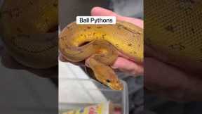 Corn Snake vs Ball Python: What Makes A Better Pet? 🤔🐍