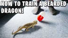 How To Train a Bearded Dragon!