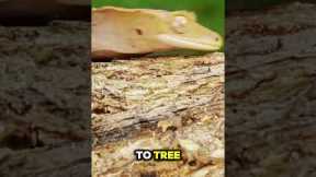 Discover Fascinating Facts About Lizards!