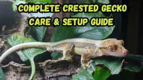 Complete Crested Gecko Care & Setup Guide