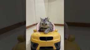 Cute cat is very happy with his new car Funny cats  | MR_ShiBo