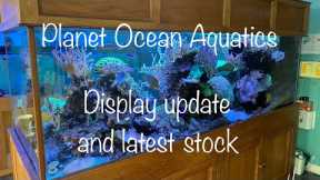 More marine fish and corals for your reef aquarium including display update