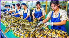 How Chinese Farmers Raise and Process Millions of Snakes into Expensive Wine | Processing Factory