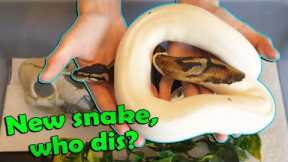 What to do When you Bring a New Snake Home!