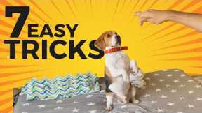 7 Cool Tricks to Teach your Beagle (with step-by-step Guide)