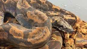 Inland Taipan Bite￼ - My Opinion on Free Handling Venomous and Venomous Keeping