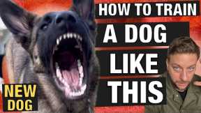 New Series! How To Train a High Drive Dog Without Having a Meltdown