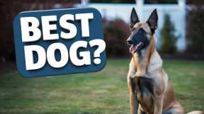 ALL ABOUT BELGIAN MALINOIS! Everything You Need To Know in 2024| Dog Training | Puppy Training