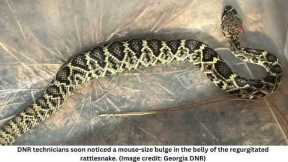 4-foot snake vomits up 2 smaller snakes — and 1 was still alive