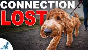 Struggling With  Dog  Pulling? Fix Your Connection!