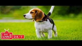 TV for Dogs 24/7: Video Endless Entertainment for Dogs to Watch Anti-Anxiety & Boredom-Music for Dog