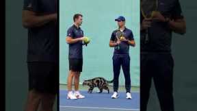 Cute cat on the field with the players, sports cat Funny cats | MR_ShiBo