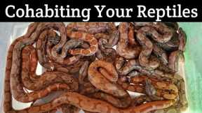 Cohabiting Your Reptiles! Keeping multiple snakes together in on cage. Can you do it?