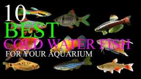 Top 10 Best Cold Water Fish Species For Your Freshwater Aquarium | No Heater Required