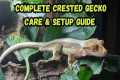 Complete Crested Gecko Care &