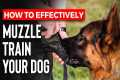 Muzzle Training Made EASY for ANY Dog 