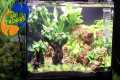 Best Ways To Maintain A Fish Tank! 10 