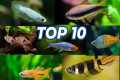 Best Schooling Fish For Your