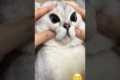 🐱 Funny cat videos | cute cats | Try 