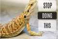 Common Bearded Dragon Care Mistakes