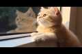 Music Therapy for Cats - Make Your