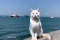 Cute cat watching the sea and ships