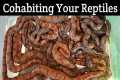 Cohabiting Your Reptiles! Keeping