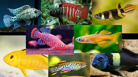 Top 32 Colorful Freshwater Fish For Your Aquarium!