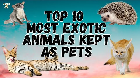 🔝 Top 10 Most Exotic Animals Kept as Pets | Exotic Pets 2023 | Pets and Us