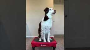 the silliest of tricks #dogtraining #dogtrick #funnydog #dogtricks #cutedog #pets