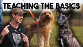 Pet Dog Training Basics with Shield K9