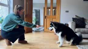 How To Train Your Puppy! Can't Teach An Old Dog New Tricks??