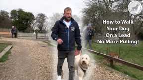 Lead Walking Basics - How To Stop Your Dog Pulling - Professional Dog Trainer