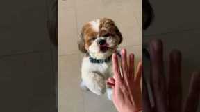 How to teach dog to shake hand ,roll, jump ? Shihtzu, cute dog.