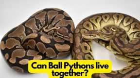 Can Ball Pythons live together? Is it safe?