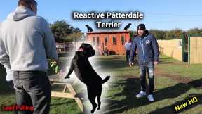 Reactive Patterdale Terrier 1:1 Dog Training Session With Professional Dog Trainer!