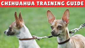 How to TRAIN a Chihuahua Dog in 2024 ✅ Proven TIPS and TRICKS