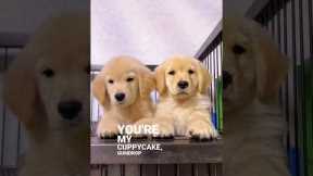 Two very cute golden retriever puppies 🐾