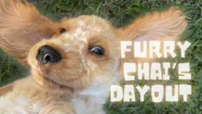 FURRY CHAI'S DAY OUT: Cute Cocker Spaniel Puppy’s Fun Garden Adventure & Surprise Treasure!