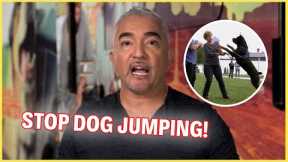 How To Stop Your Dog From Jumping | Dog Nation Episode 1 - Part 2