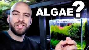 HOW TO STOP ALGAE! why I don't have any | MD FISH TANKS