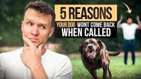 My dog wont come back when called / 5 Reasons your dog won't recall to you- Dog Training Video