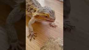 Bearded dragon becomes feisty towards mom.