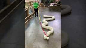 20ft Snake Vs. Granny | Ross Smith