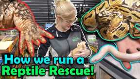 All about our Reptile Rescue Program!