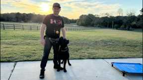 American Standard Live Dog Training