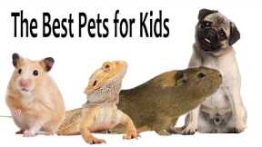 The Best Pets For Kids