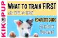 Puppy Training  - What to train first