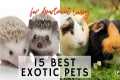 15 Best Exotic Pets for Apartment