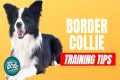 How to Train Your Border Collie |